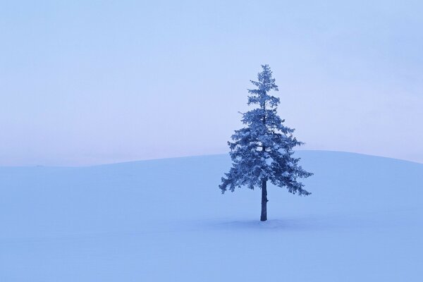 A lonely tree in a snow-covered clearing