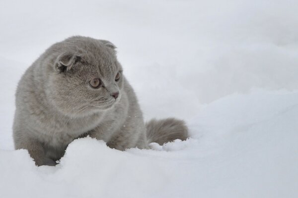 Cute cat in the snow
