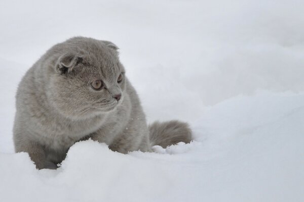 Chat mignon sur la neige