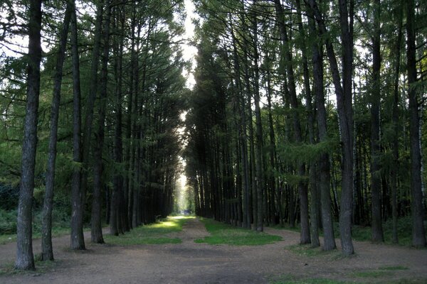 Pine trees. Coniferous forest