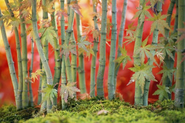 Tree trunks on a red background