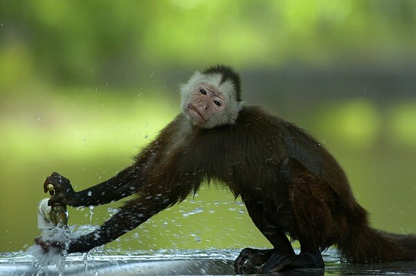 Monkey washes his paws under the tap