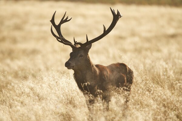 A horned deer in an autumn meadow