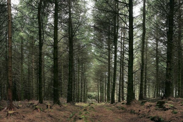 Bosque de coníferas para la caza silenciosa