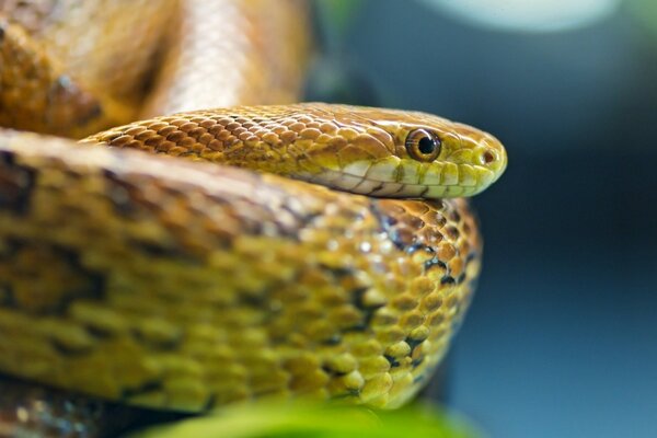 Schöne Schlange mit braunen Augen