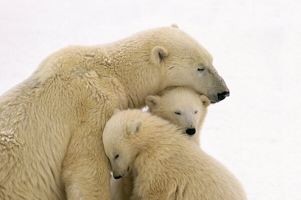 A polar bear with two cubs
