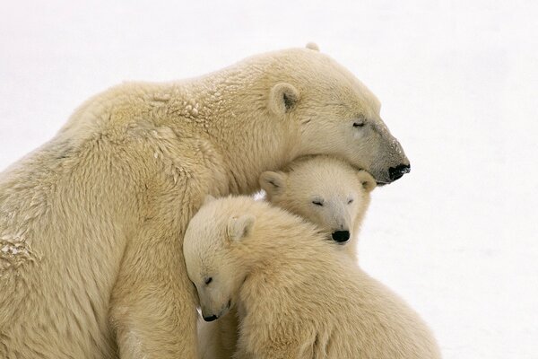 Oso polar con dos osos