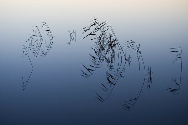 Spiegelung von Pflanzenästen im Wasser