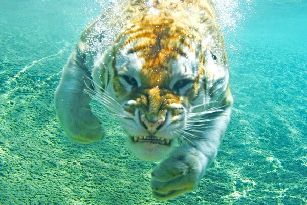 Golden tiger swims underwater