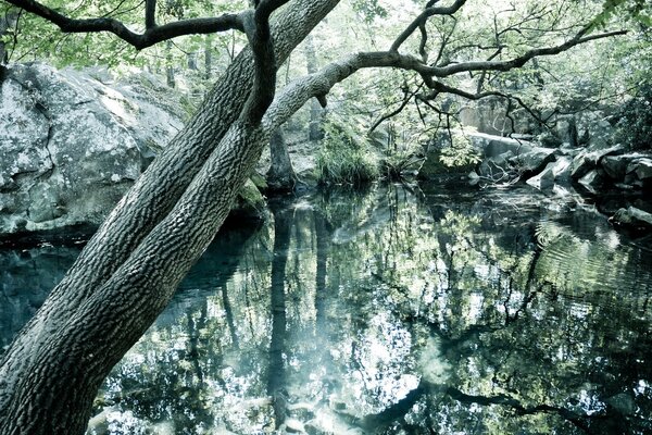 Ein ruhiger See im Wald der Krim