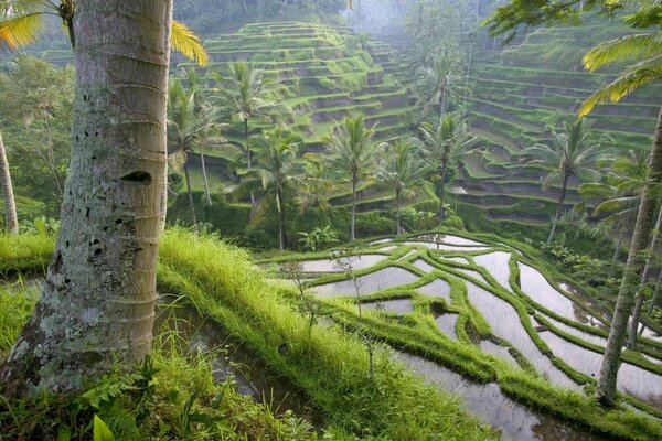 Palm trees grow against the background of a rice plantation