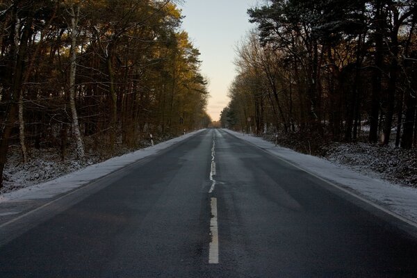 An empty road. Forest trees