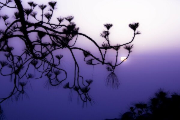 Branches fog tree moon