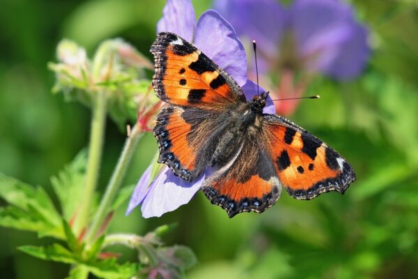 Disparo macro. Mariposa en la flor