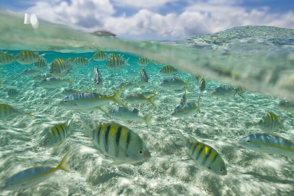 In the ocean under the water a flock of fish swims