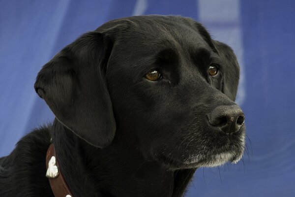 Schwarzer Hund mit traurigen Augen Porträt