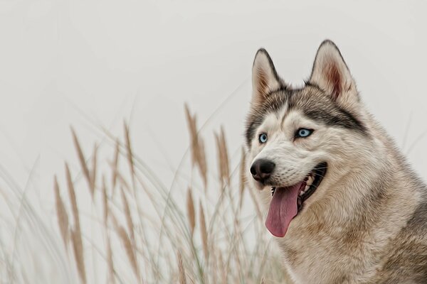 Perro Husky con ojos azules