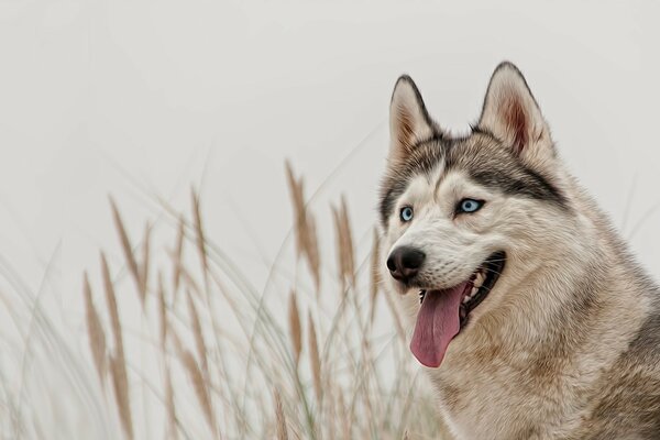 Chien Husky aux yeux bleus