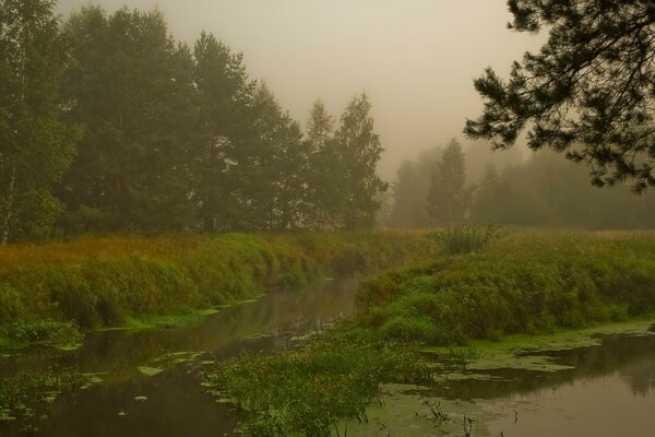 Fog in a green forest on a swamp