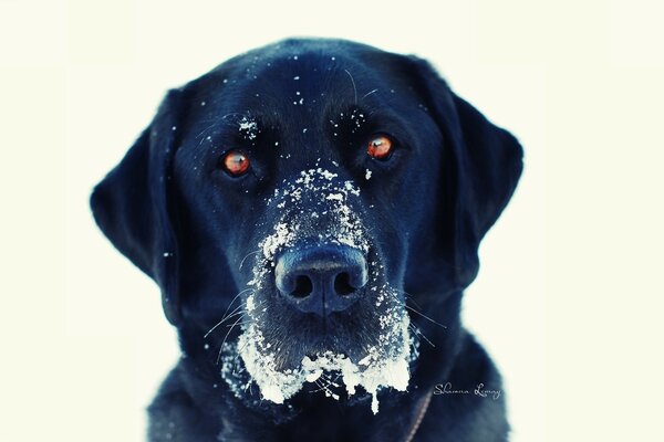 Perro negro con ojos de mapa y morodchka en la nieve