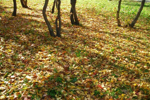 Herbstblätter, dünne Baumstämme