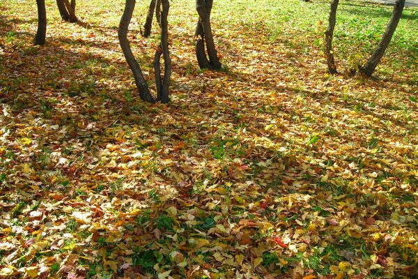 Autumn leaves, thin tree trunks
