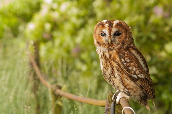 Hibou gris dans la forêt