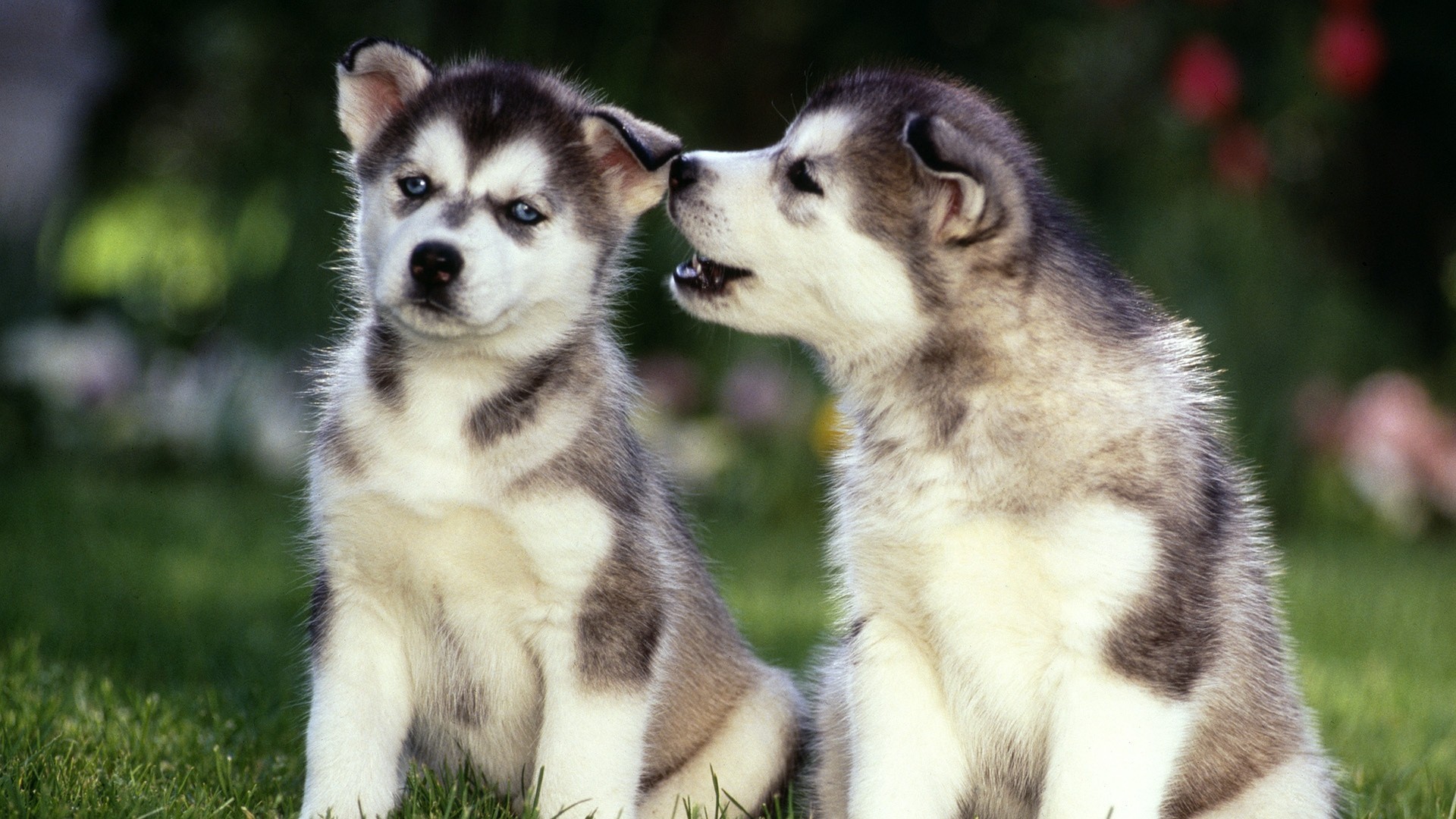 cachorros ojos pico hierba espigas perros pies