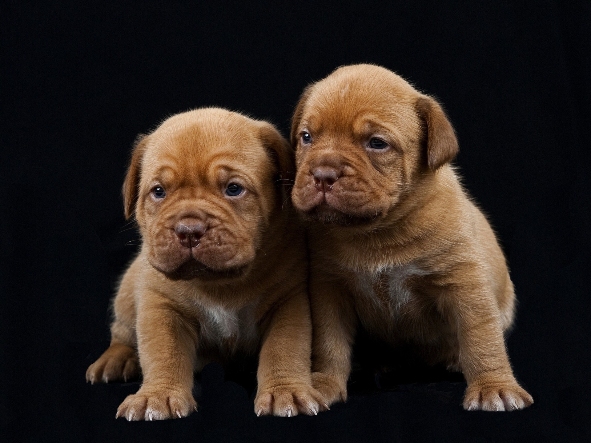 cani alano di bordeaux sfondo nero cuccioli