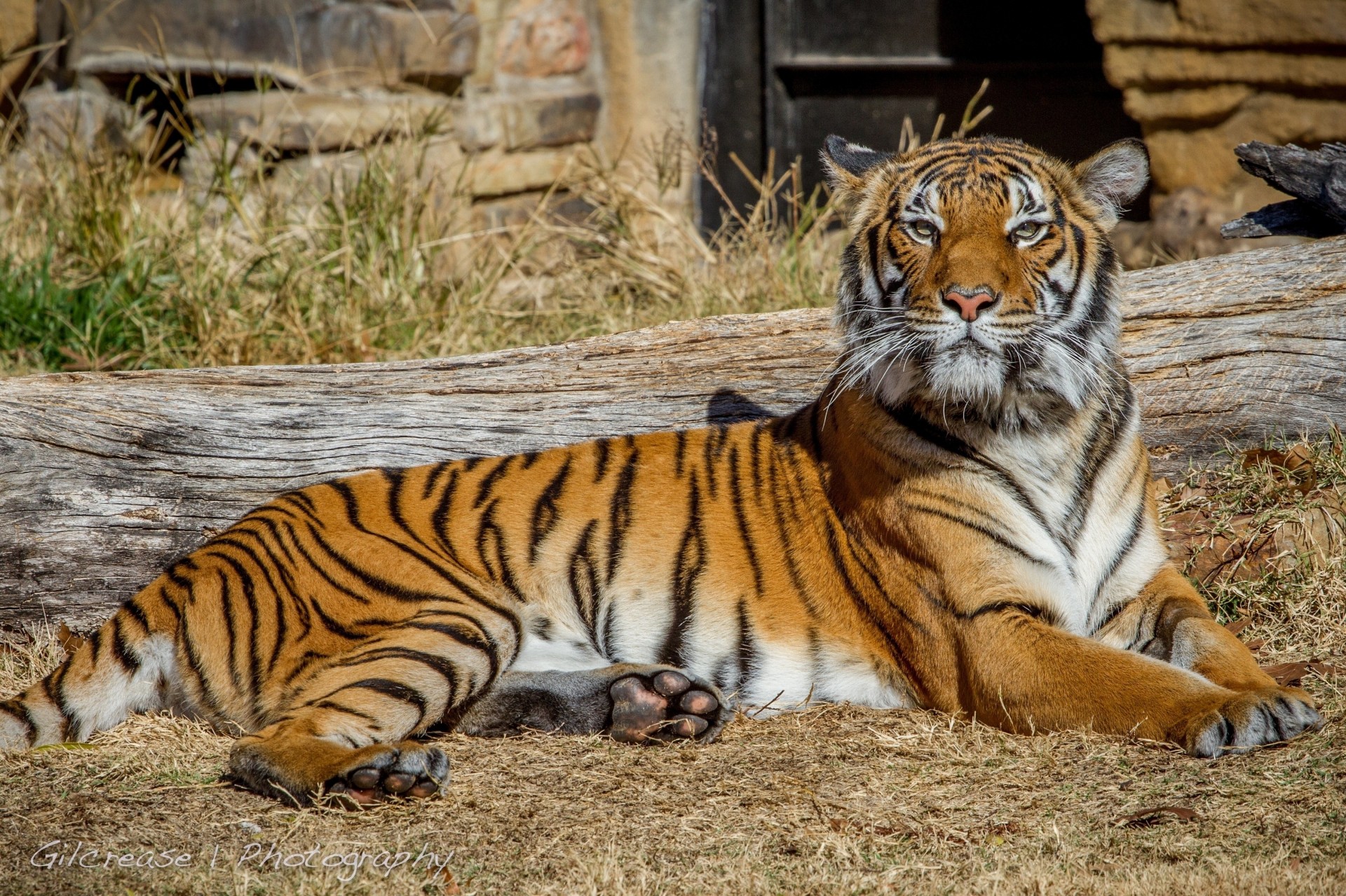 gatto selvatico ricreazione tigre