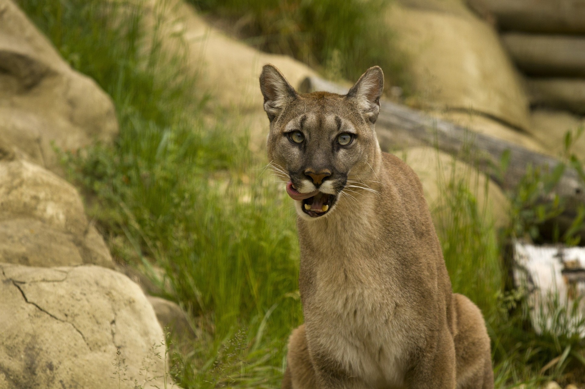 wild cat puma licked mountain lion