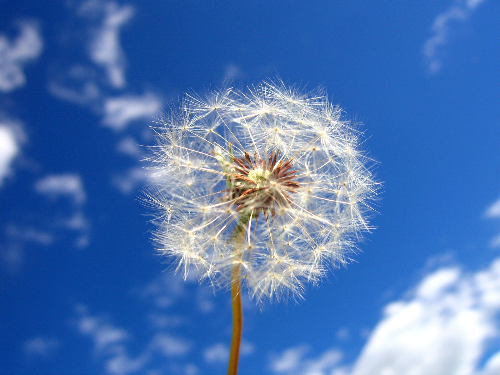 dandelion sky cloud