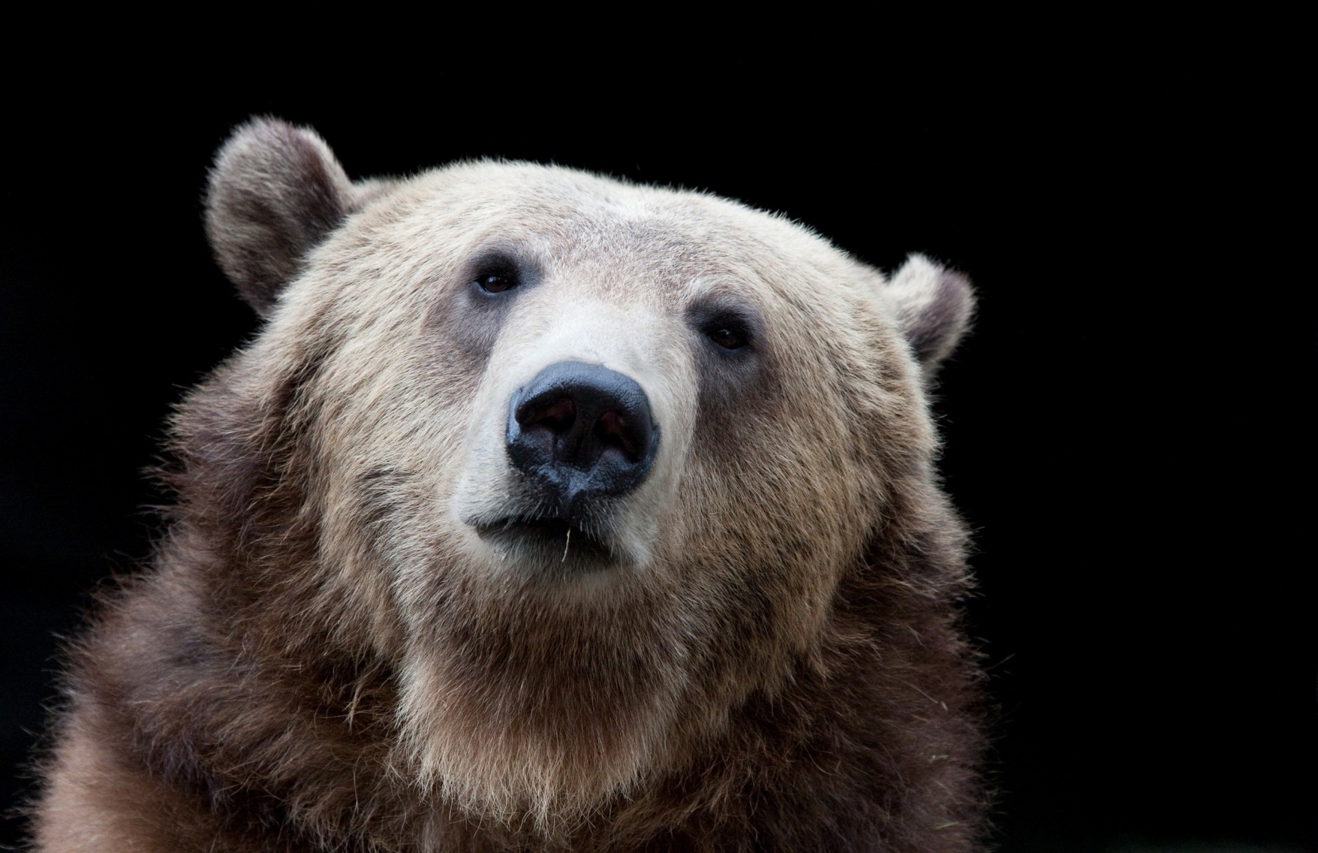 oso dientes fondo oscuro