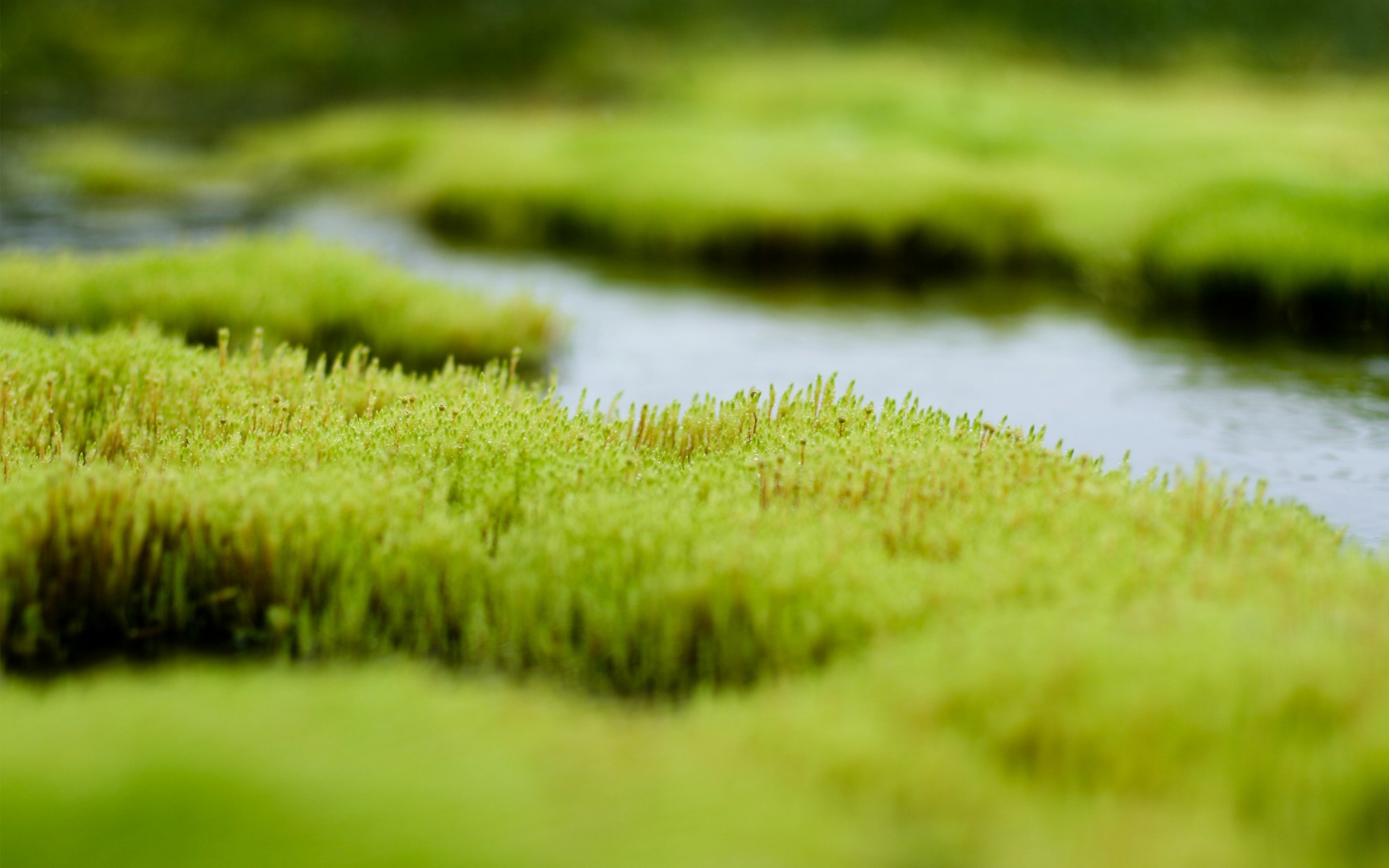 palude acqua erba verde