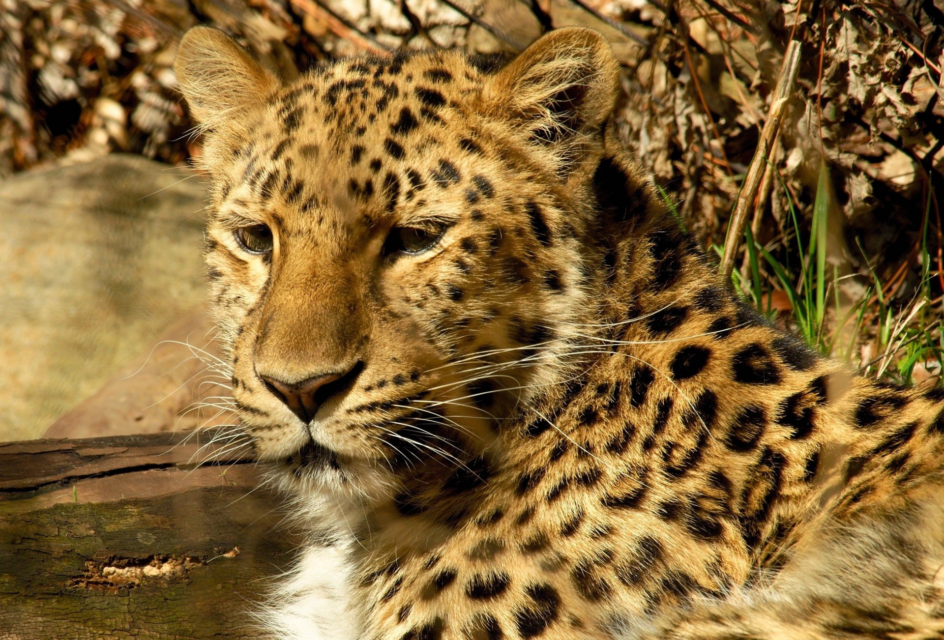 denti gatto selvatico leopardo