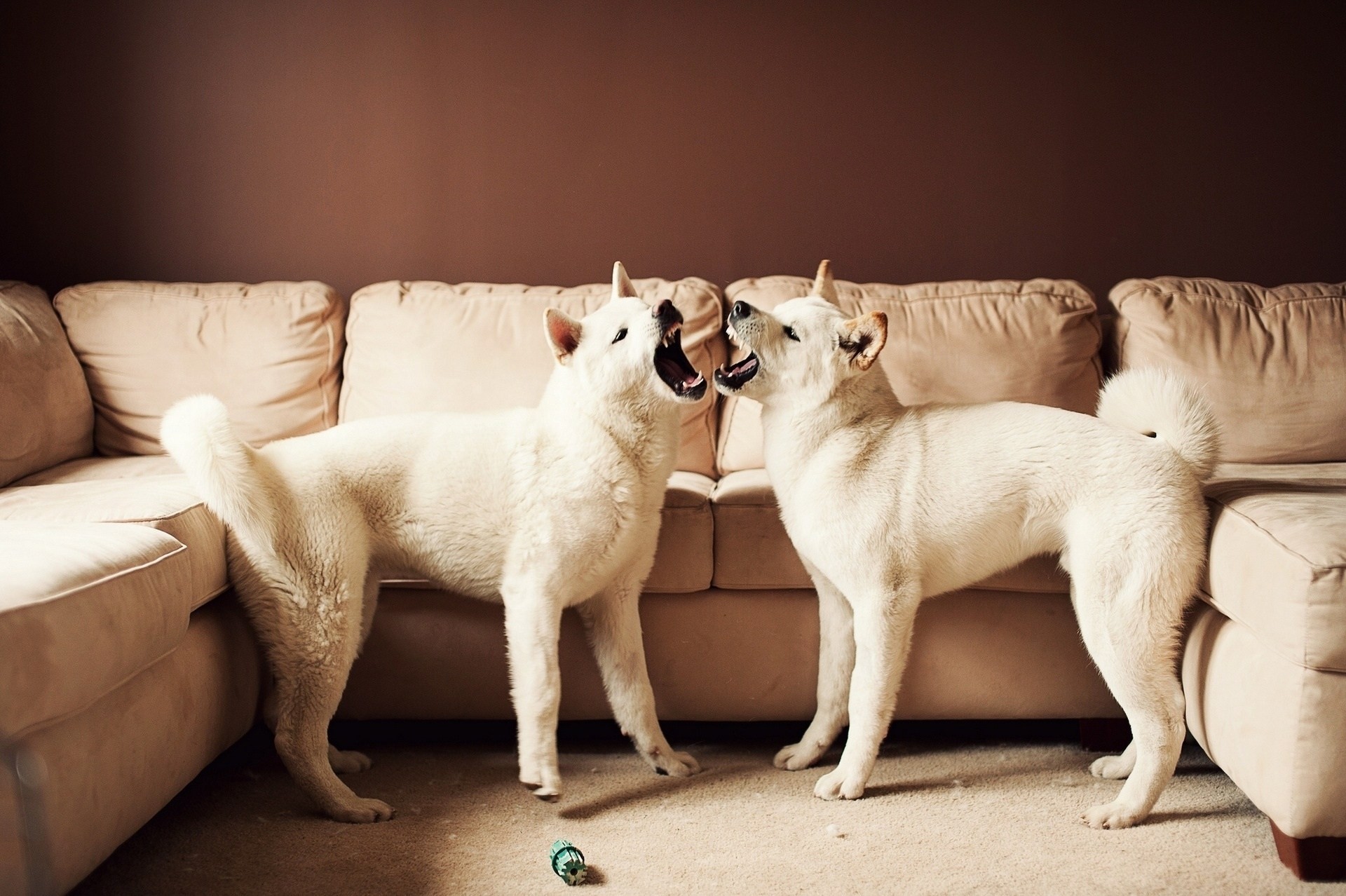 amerikanischer akita großer japanischer hund sofa