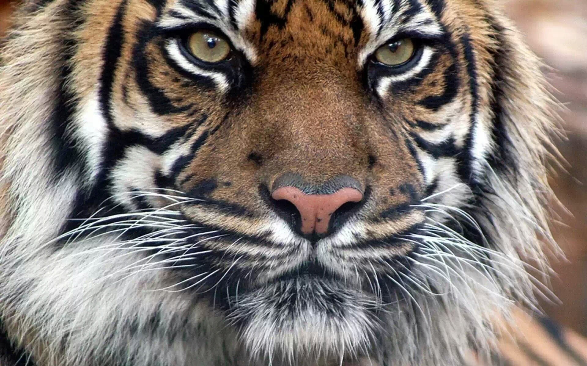 bengali predator tiger