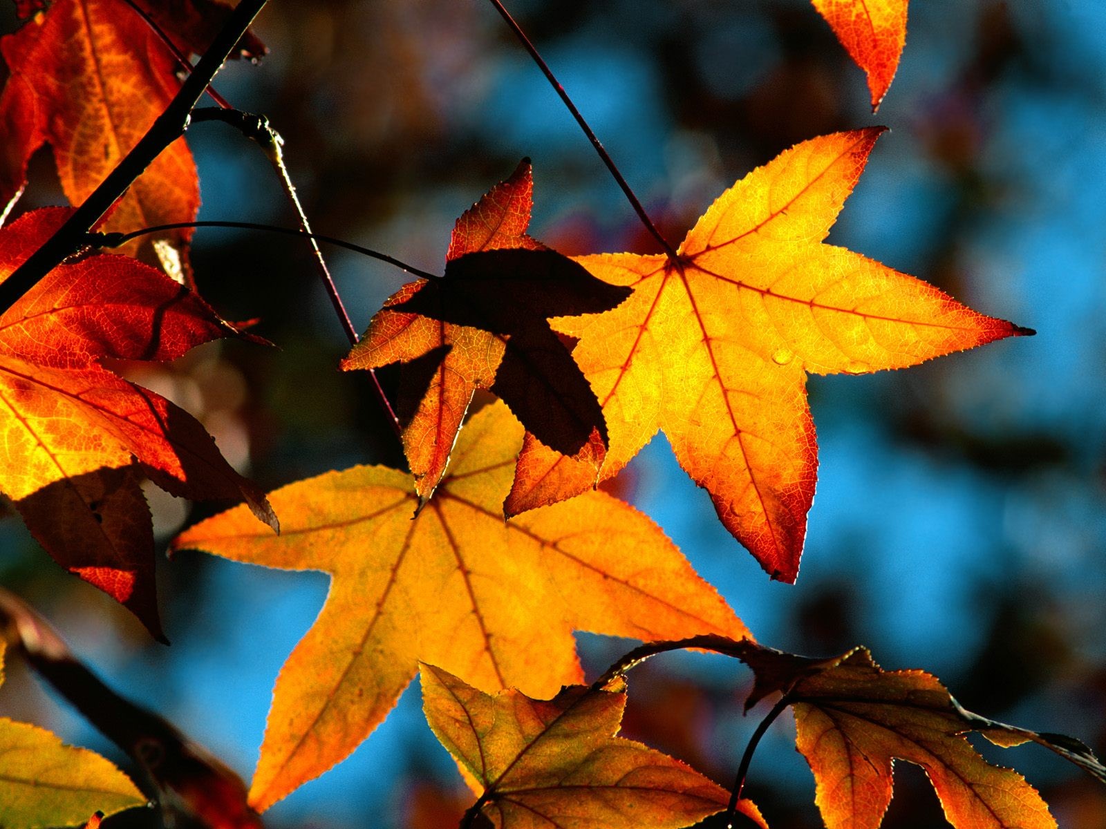 foglie acero autunno giallo