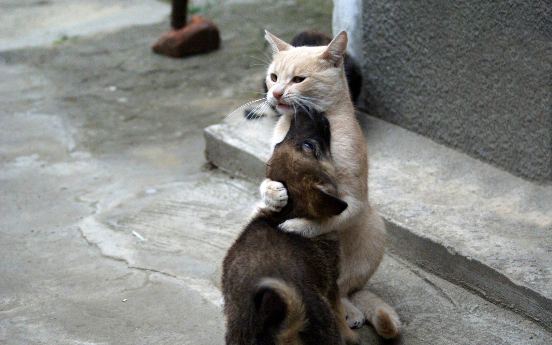 amor cachorros gatos ternura perros situaciones besar