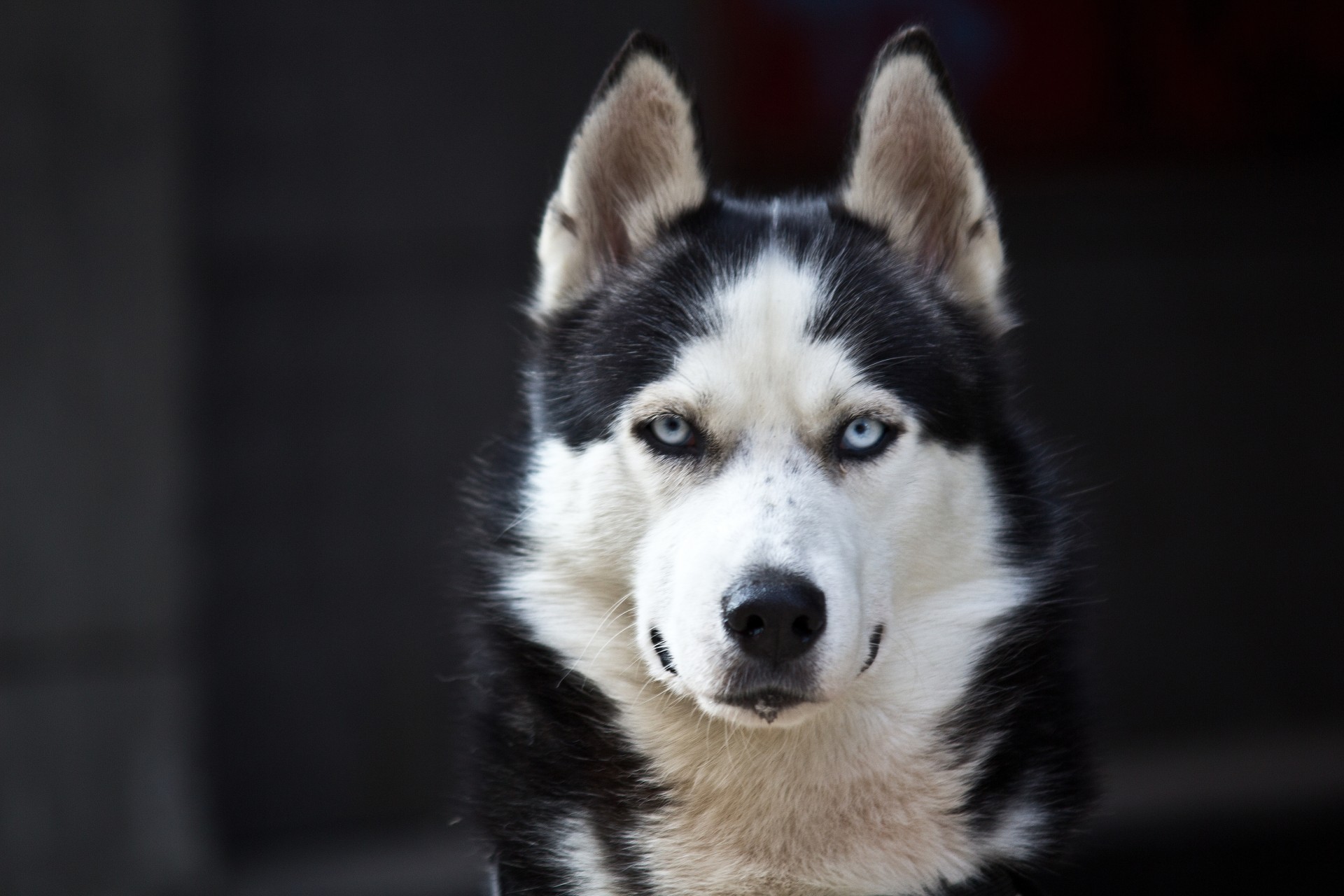 occhi azzurri husky carino nero bianco pericolo cane