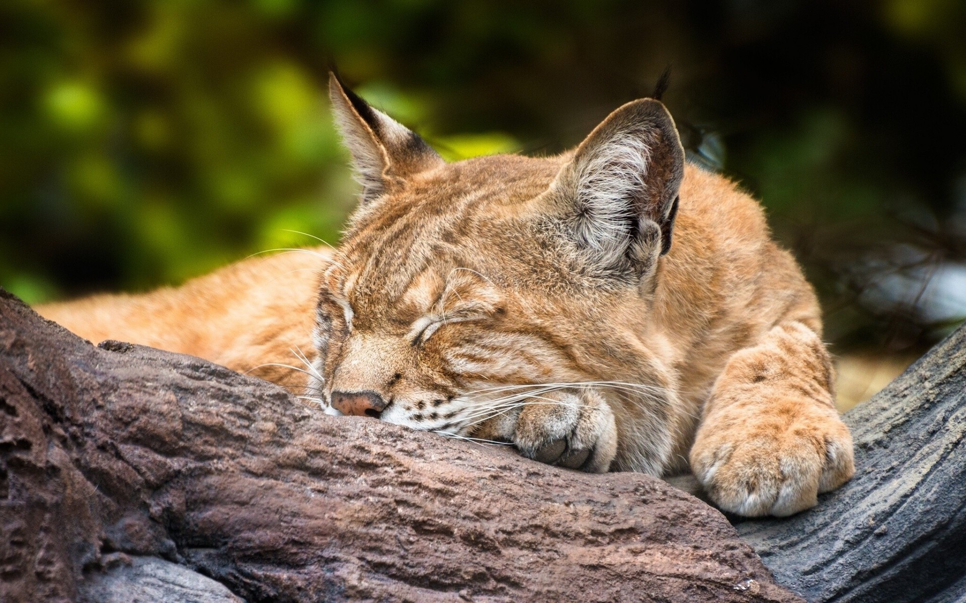 dormire lince