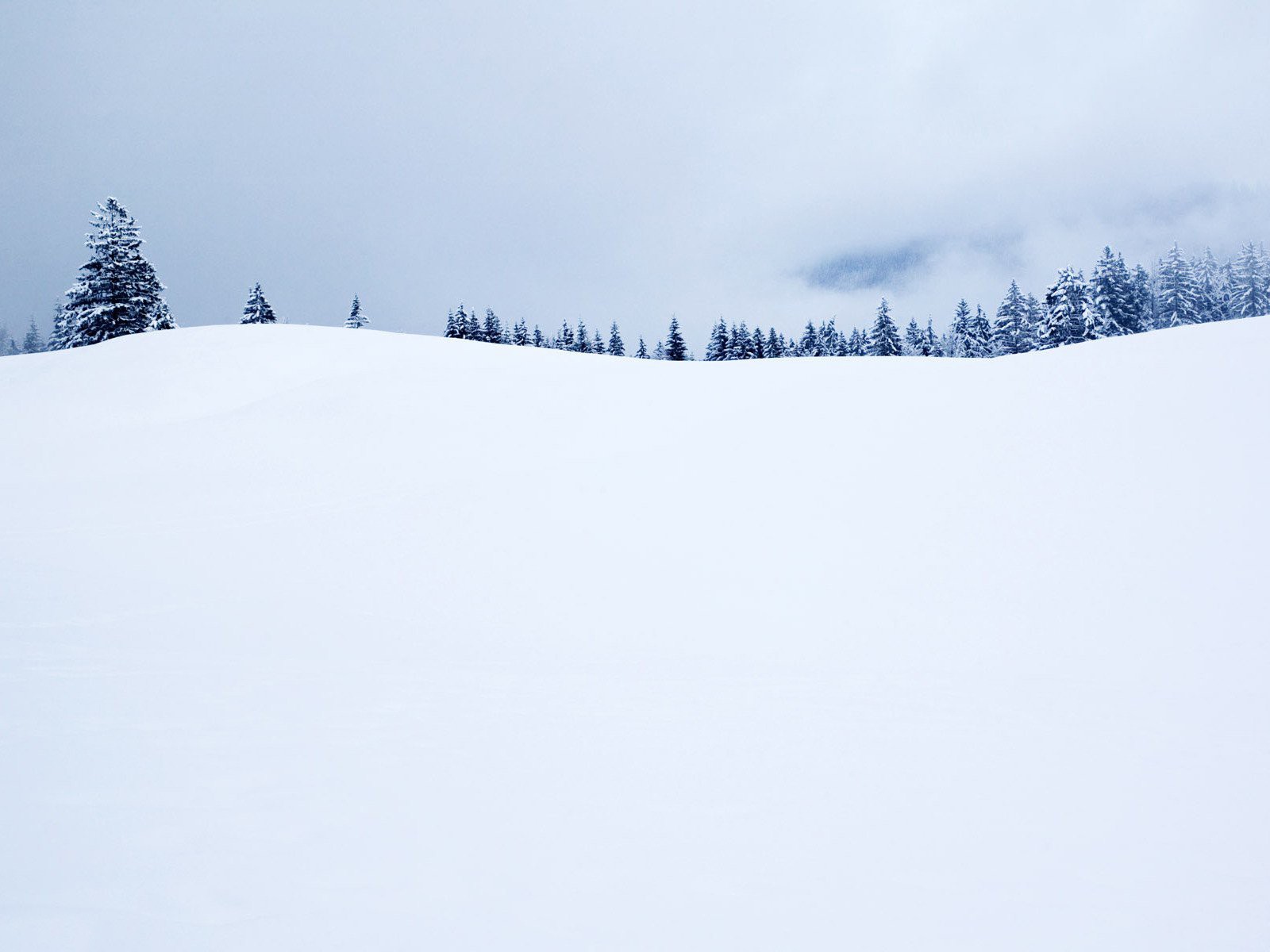 árboles de navidad invierno horizonte