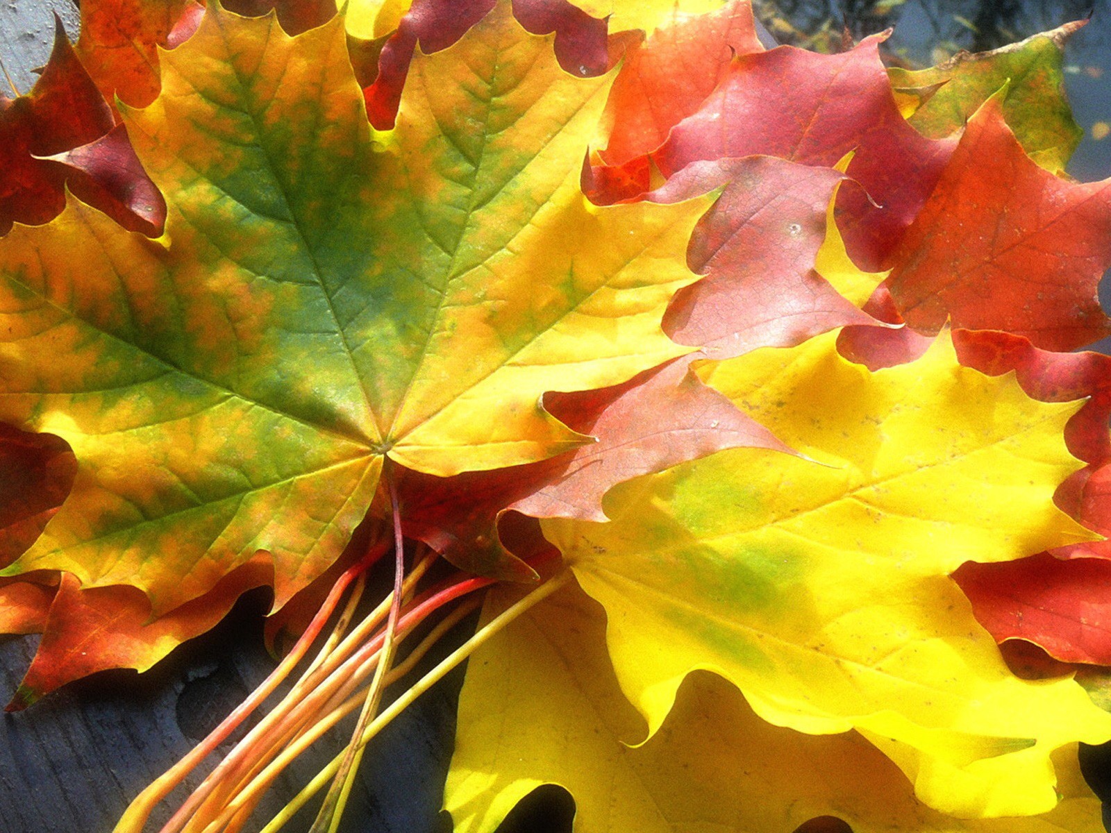 blätter ahorn gelb herbst