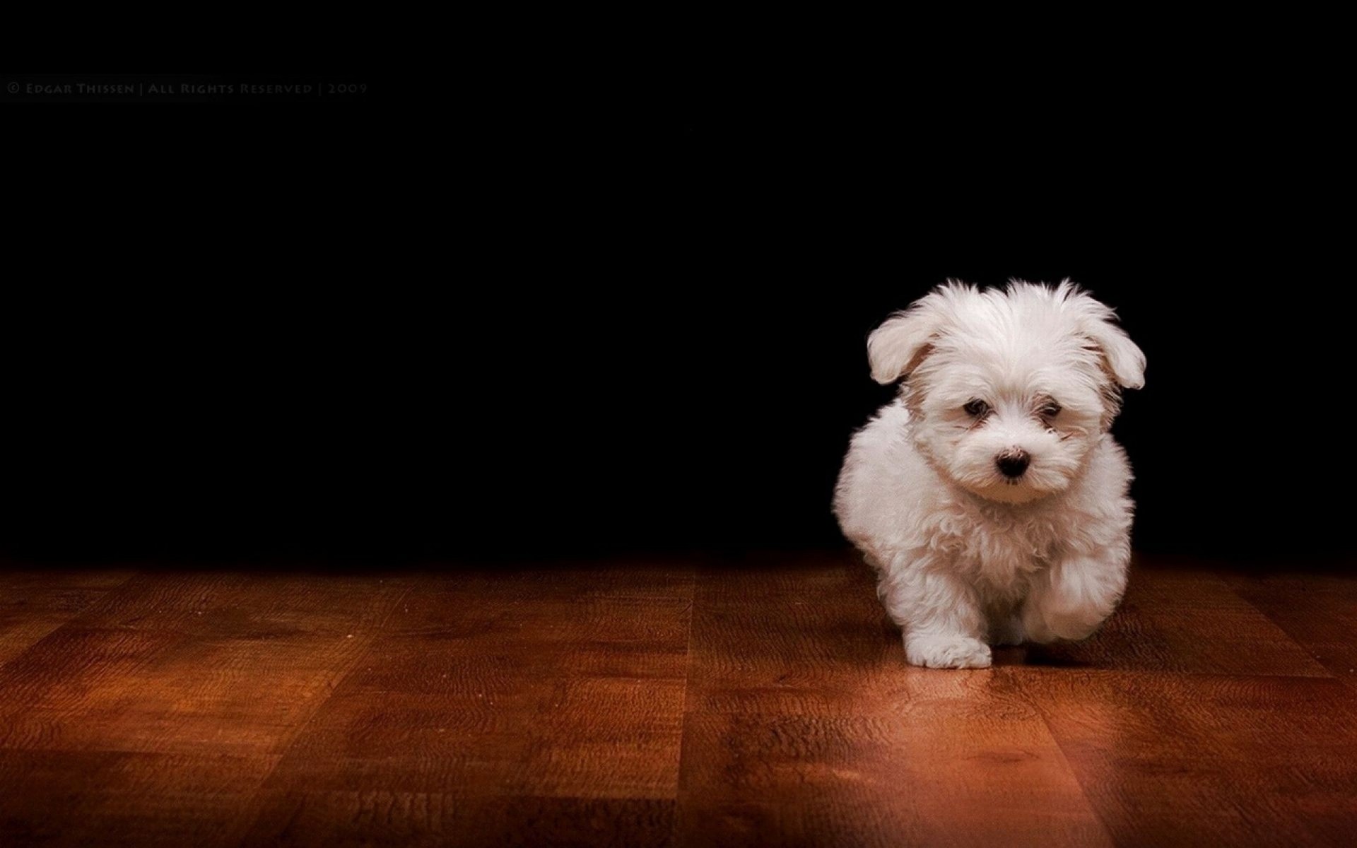 cachorro blanco