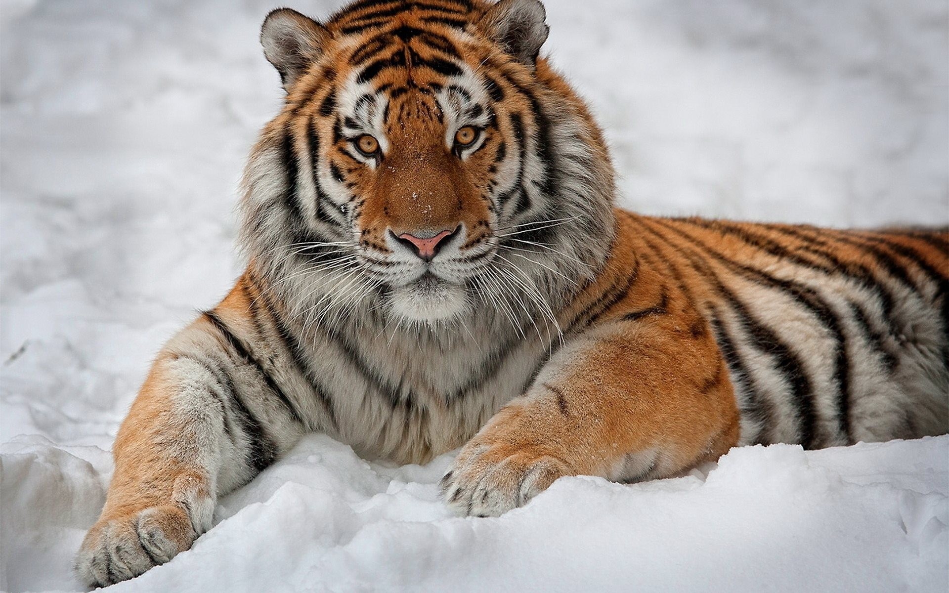 gestreift schnee interesse liegt tiger schöner mann