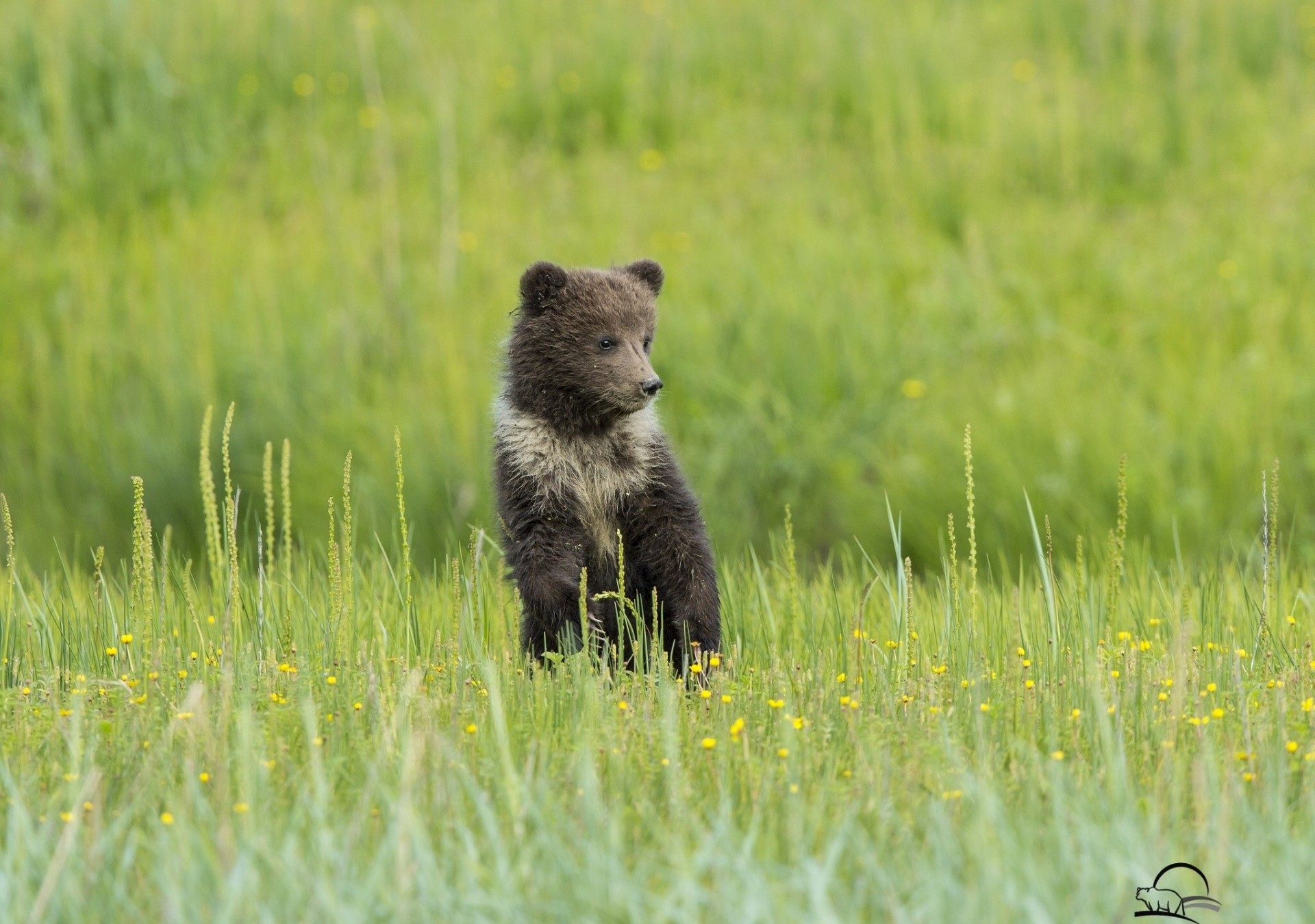 bear teddy bear grass flower meadow