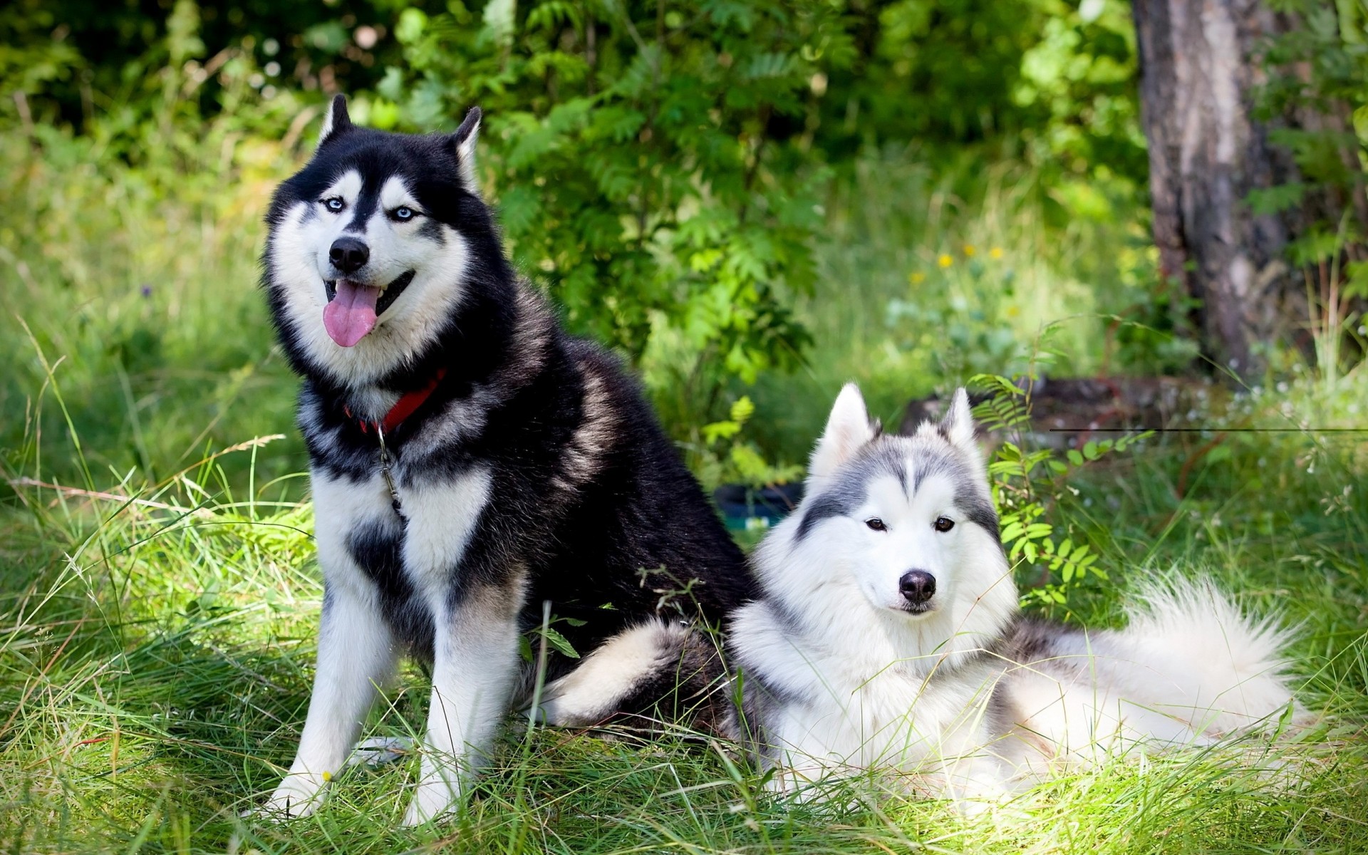 chiens amis été