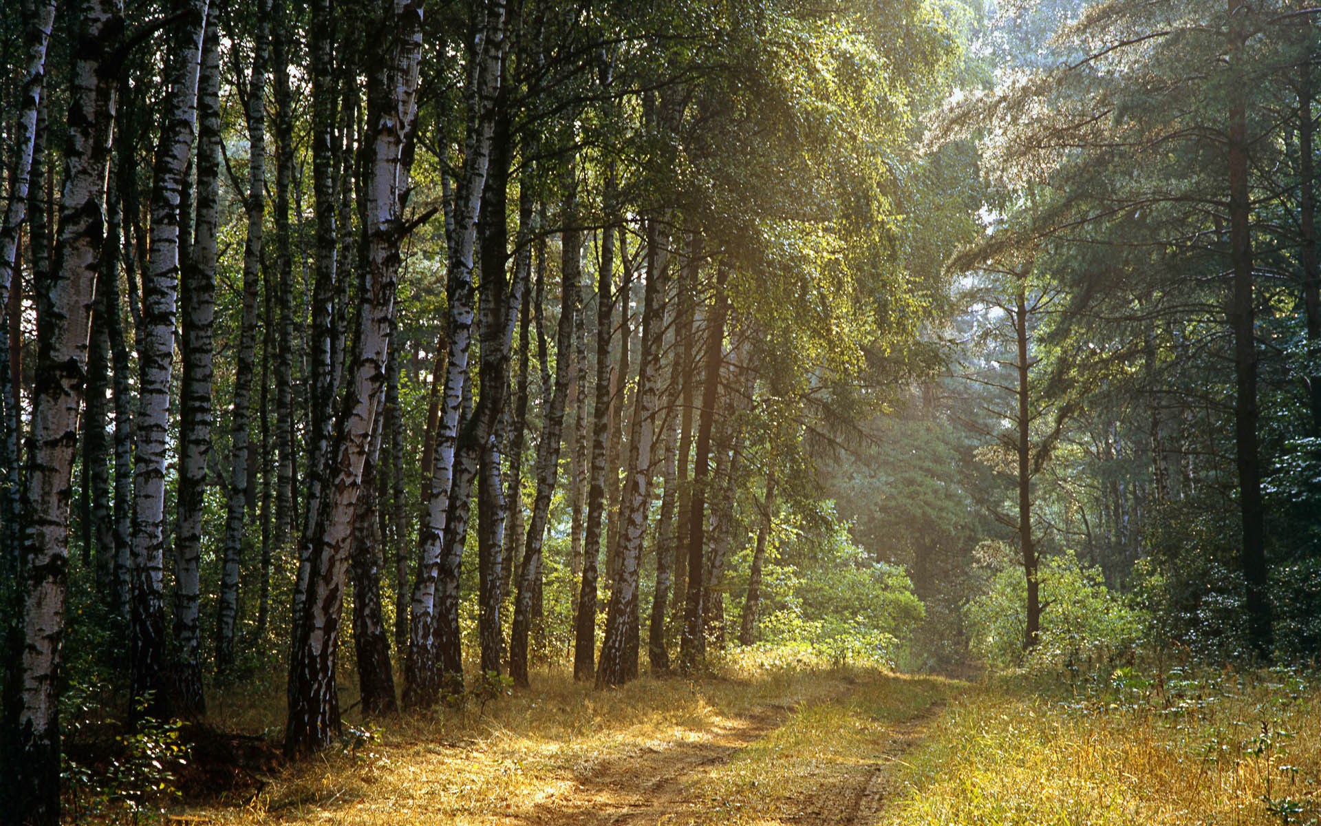 birken wald bäume straße strahlen