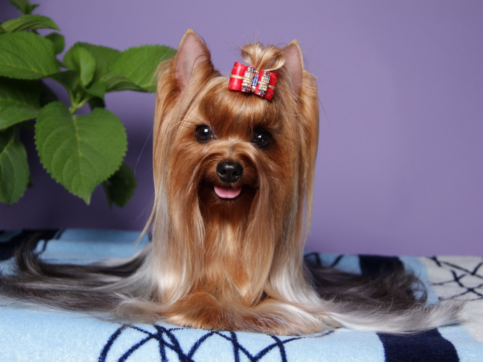 dog yorkshire terrier animals views photo