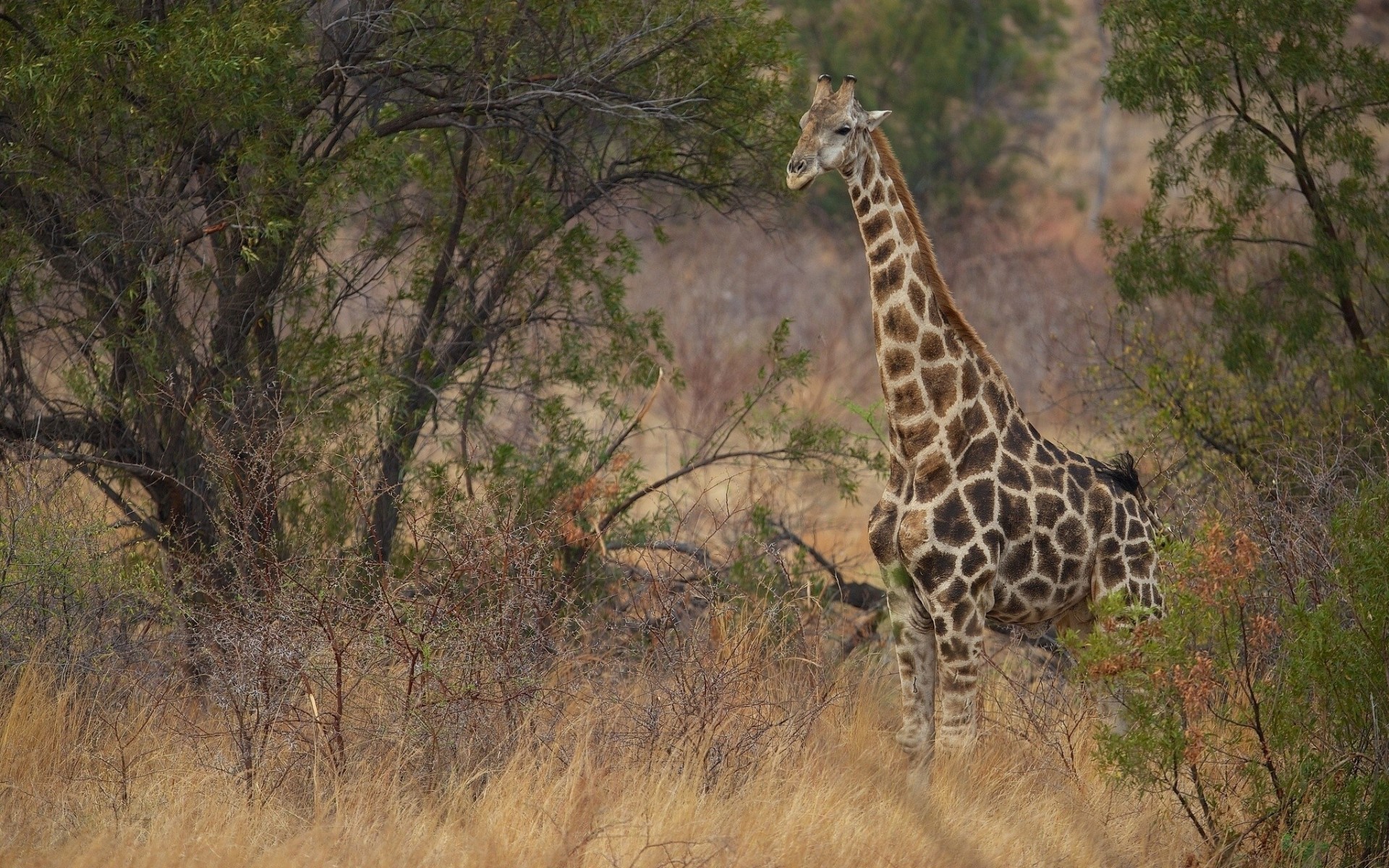 cespugli giraffa savana avvoltoio